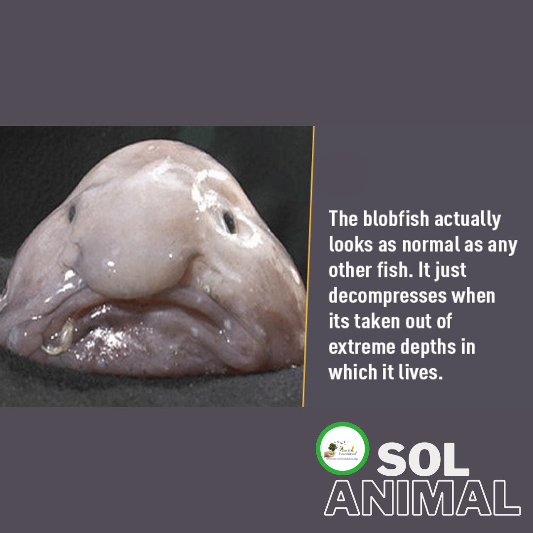the_solf_org's tweet photo. Here's a blobfish fact!
Weird looking isn't it? Take a look at why!

#thesolfoundation #Blobfish #fish #underthesea #facts #factoftheday #animalfacts #fishfact #share #photooftheday #Naturelovers #nature #savetheocean #solwildlife #wildlifeconservation #plantrees #zerohunger https://t.co/ZxURTE2qss