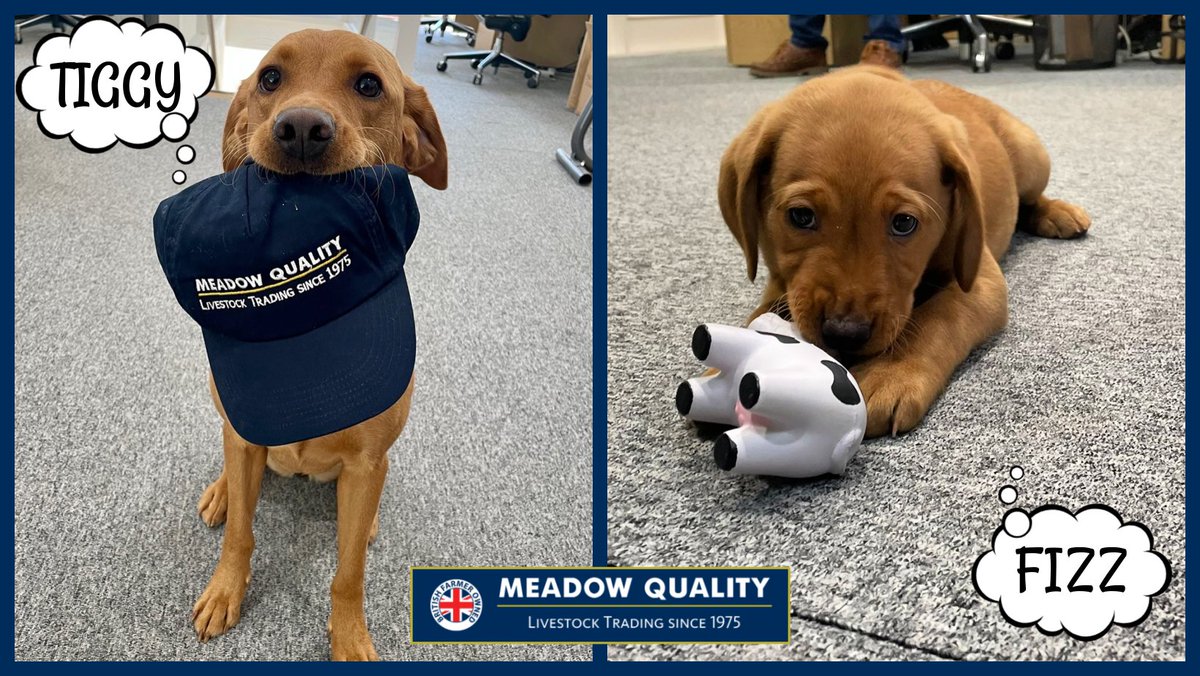 Meet Fizz 😍 The newest recruit to the MQ mascot team!
