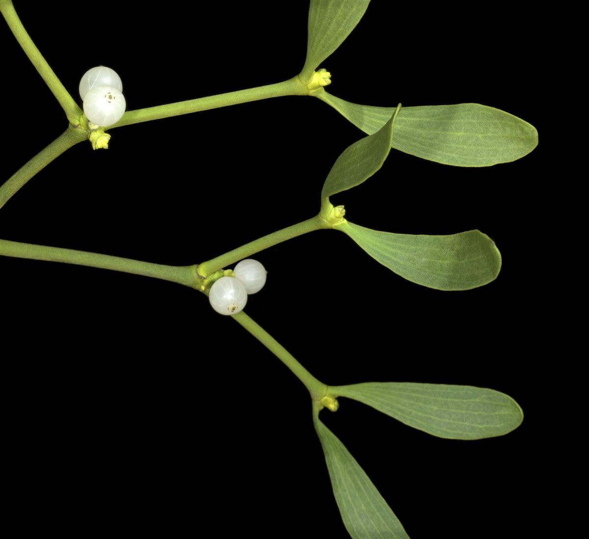 The @darwintreelife project has hit 1000 genomes on the quest to sequence all eukaryotic life in 🇬🇧 and 🇮🇪! With local professionals and citizen scientists, we've already contributed material for 59 plant and 22 fungal genomes, including the isles' biggest genome: mistletoe!
