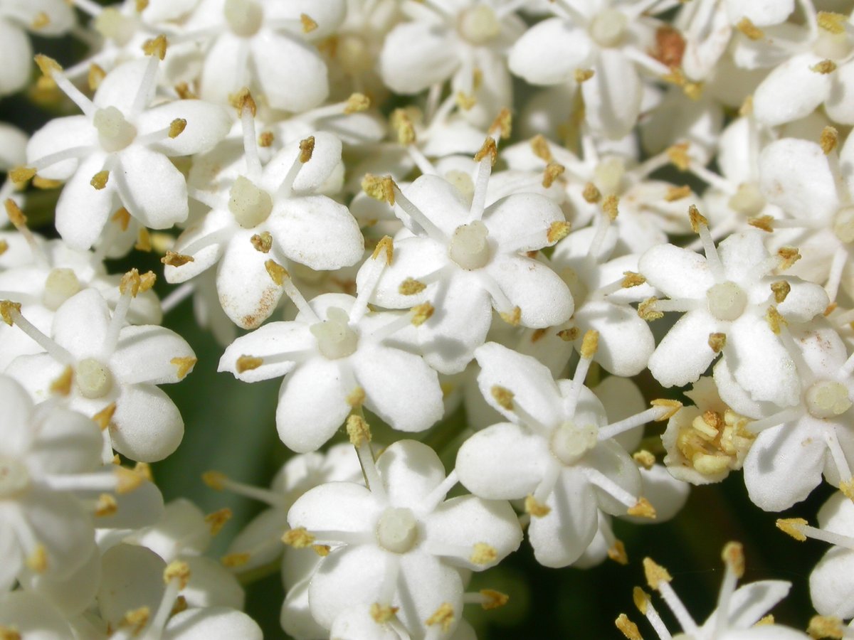 Together we've collected over 700 plants and 250 fungi from across 🇬🇧 and 🇮🇪 for sequencing, from the chicken of the woods fungus to the European elder! The open-access knowledge we gain by sequencing is essential to securing our isles' biodiversity. 👉kew.org/science/our-sc…