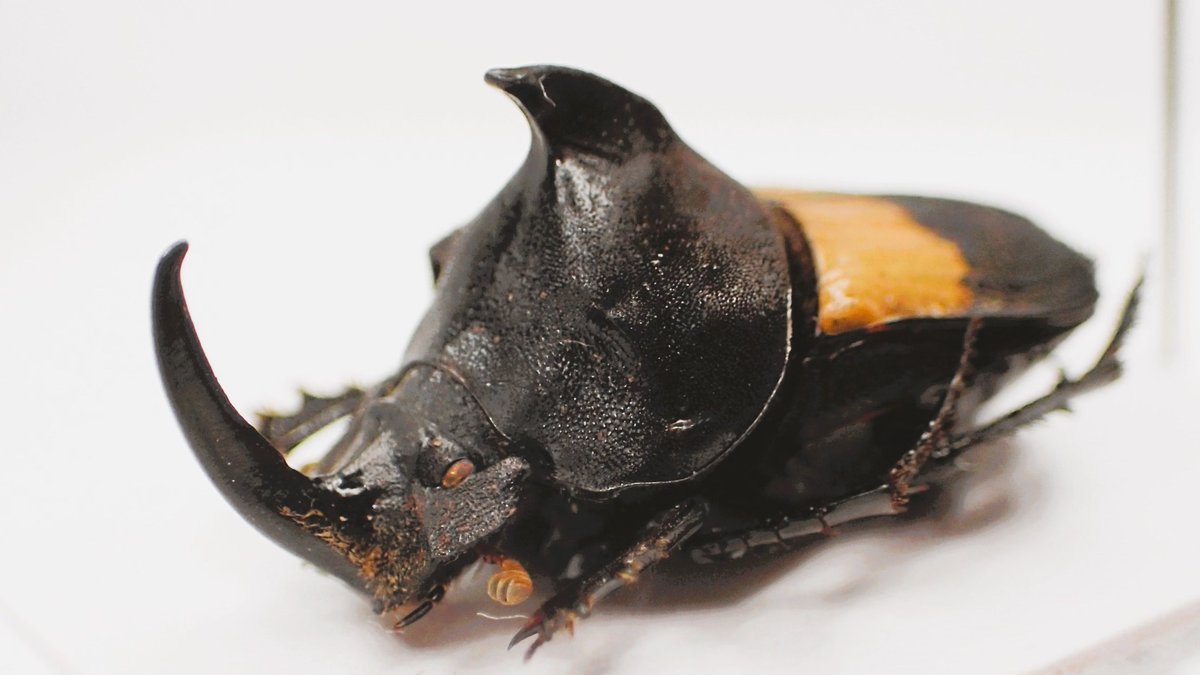 CollectorBugs's tweet photo. 最近入手できた Tragiscus dimidiatus.
まるでカブトムシとハナムグリを足して２で割ったような面白いフンチュウ。 https://t.co/iW3DKDwV8D