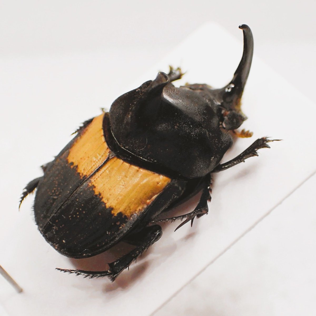 CollectorBugs's tweet photo. 最近入手できた Tragiscus dimidiatus.
まるでカブトムシとハナムグリを足して２で割ったような面白いフンチュウ。 https://t.co/iW3DKDwV8D
