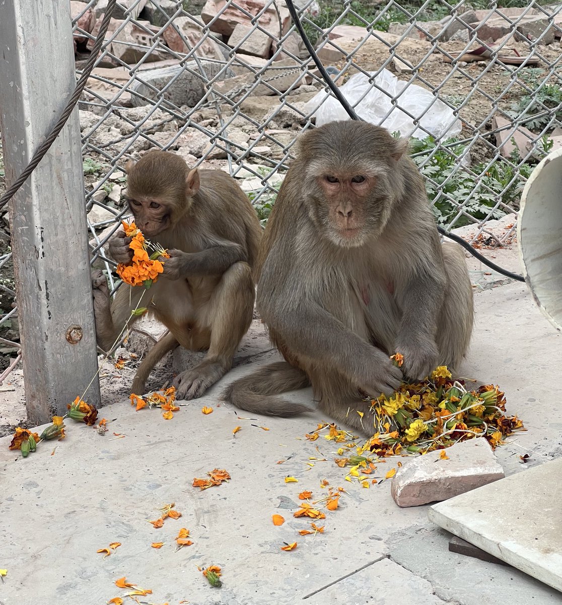 stardust tweet media