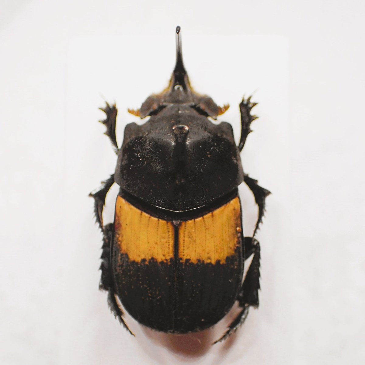 最近入手できた Tragiscus dimidiatus.
まるでカブトムシとハナムグリを足して２で割ったような面白いフンチュウ。