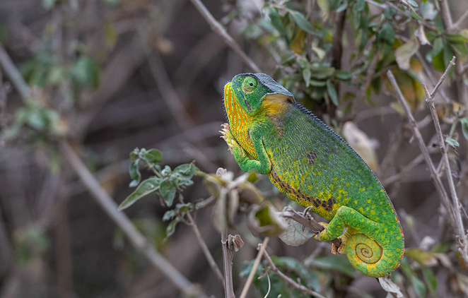 The #flapneckedchameleon is mainly sighted on #wooden and #savannah areas; its bright and green in color measuring around 15cm long, but they can grow and double in size and also turn #Tanbrown under certain conditions. #visituganda #TulambuleUganda #UGA #nationalpark #reptiles