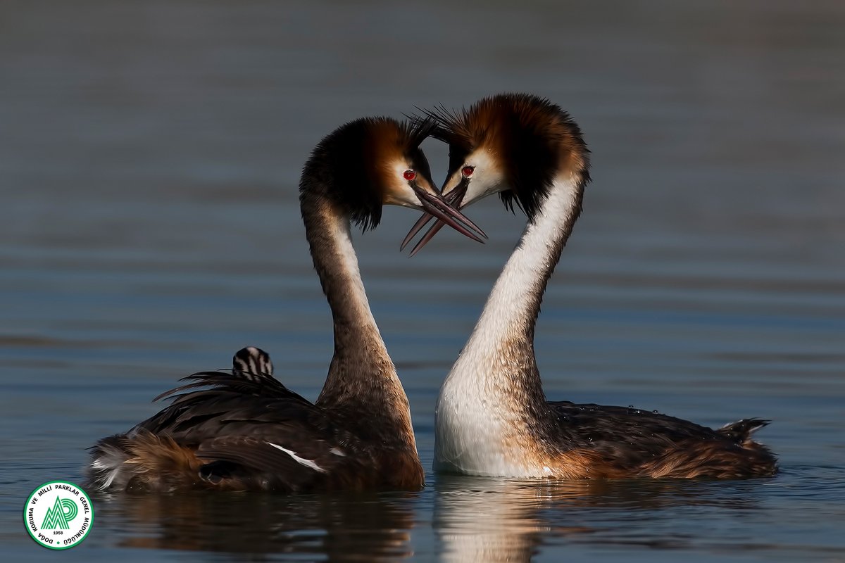 Milli Parklar tweet media