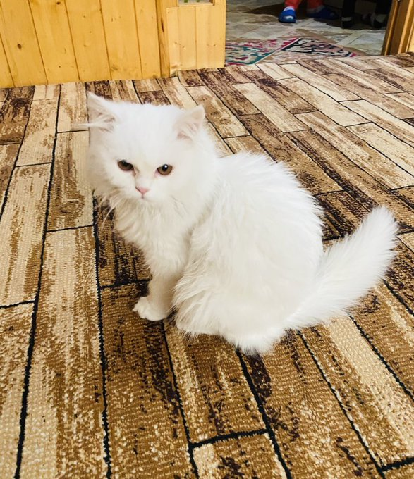 catloverplace's tweet photo. This is for the cat lover's. 🥰#cat #catlover #mycat #bigcat #americancat #usacat #catusa https://t.co/ZOXNkTYupT