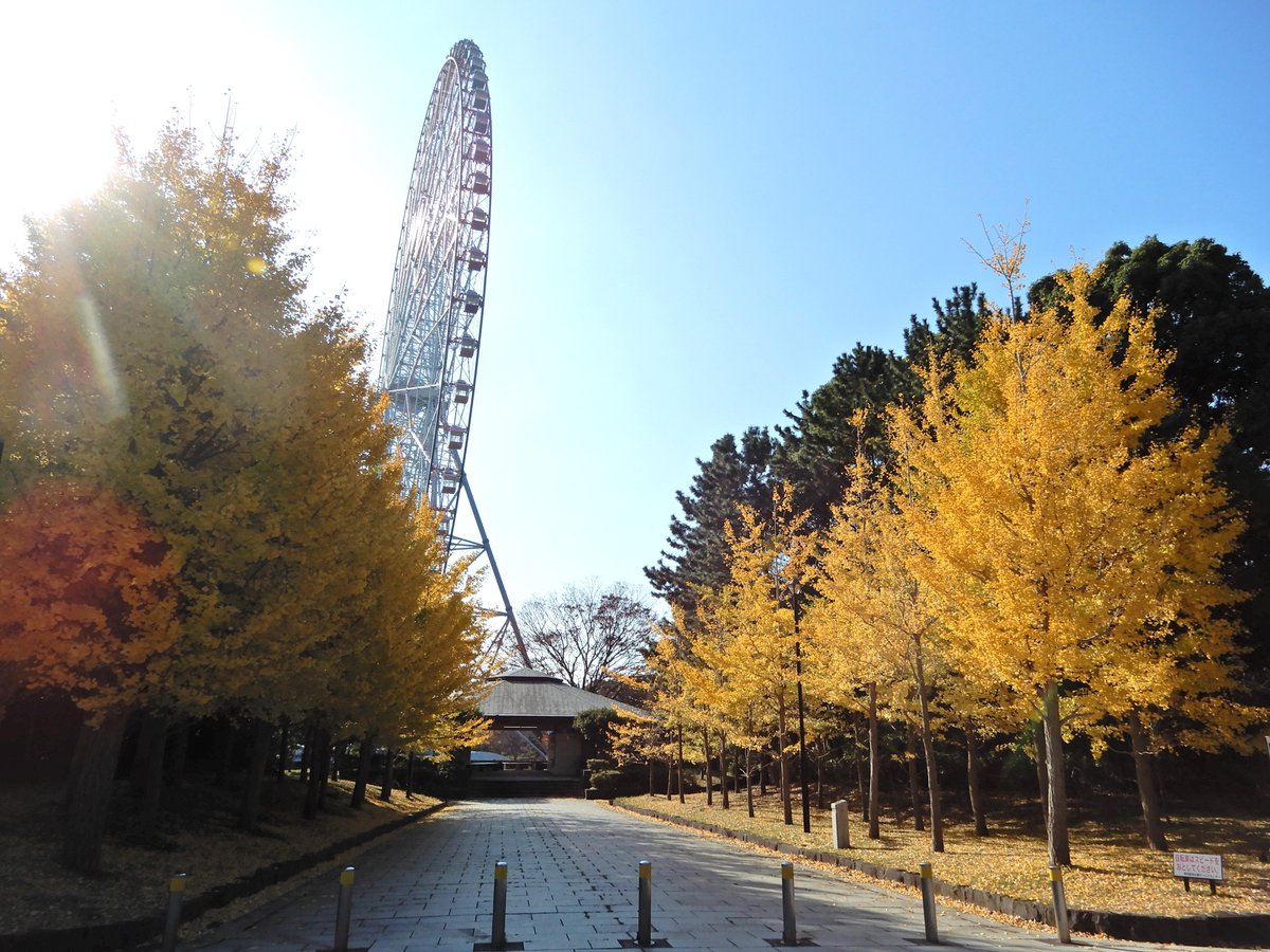 本日の臨海橋付近 #イチョウ 並木の様子です。 木全体が色づいている