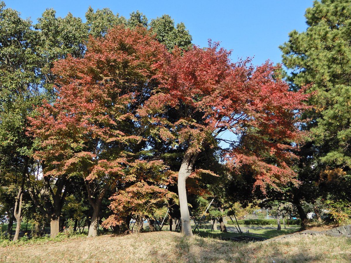 紅葉様 アベンチュリン 專用ページ ヘブンバーンズレッド 複製原画【シリアルナンバー入り】（第三章