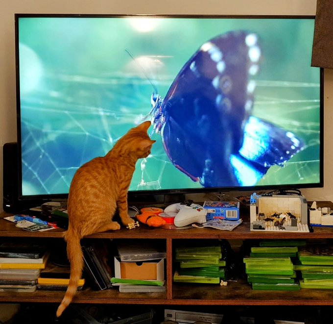 catloverplace's tweet photo. the butterfly lover! Happy #Caturday #cat #catlover #mycat #bigcat #americancat #usacat #catusa https://t.co/GgSjvFbUpO