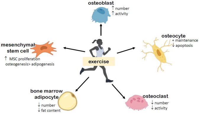 Impact of exercise/load on bone cells to improve bone quantity &amp; quality

Mesenchymal Stem Cell👉🏾⤴️proliferation 
osteoblast👉🏾⤴️number &amp; activity
osteocyte👉🏾⤵️apoptosis 
adipocyte👉🏾⤵️number &amp; fat content
osteoclast👉🏾⤵️number &amp; activity 

#bone #exercise 
ncbi.nlm.nih.gov/pmc/articles/P…