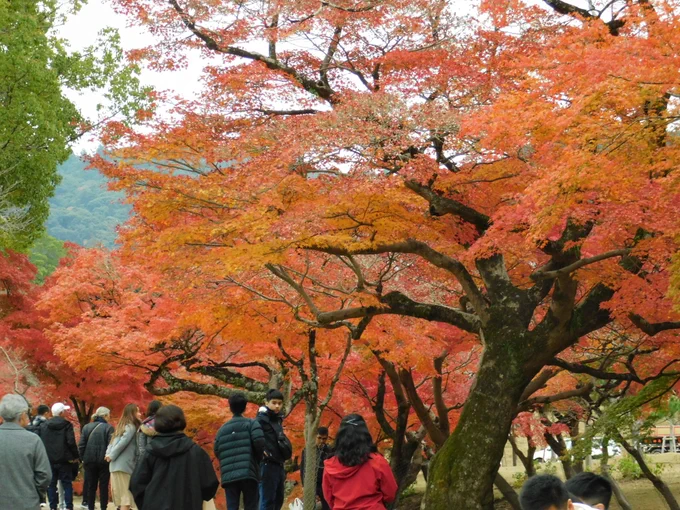 本日の東大寺の紅葉。そしてお約束の鹿に紅葉。小川沿いの紅葉はちょうど見頃です。 Today's Autumn Color at Todaiji Temple.