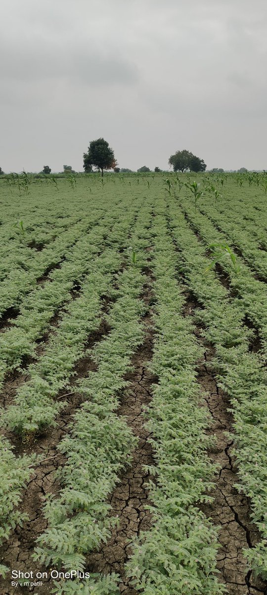 VTurdagi's tweet image. Uk