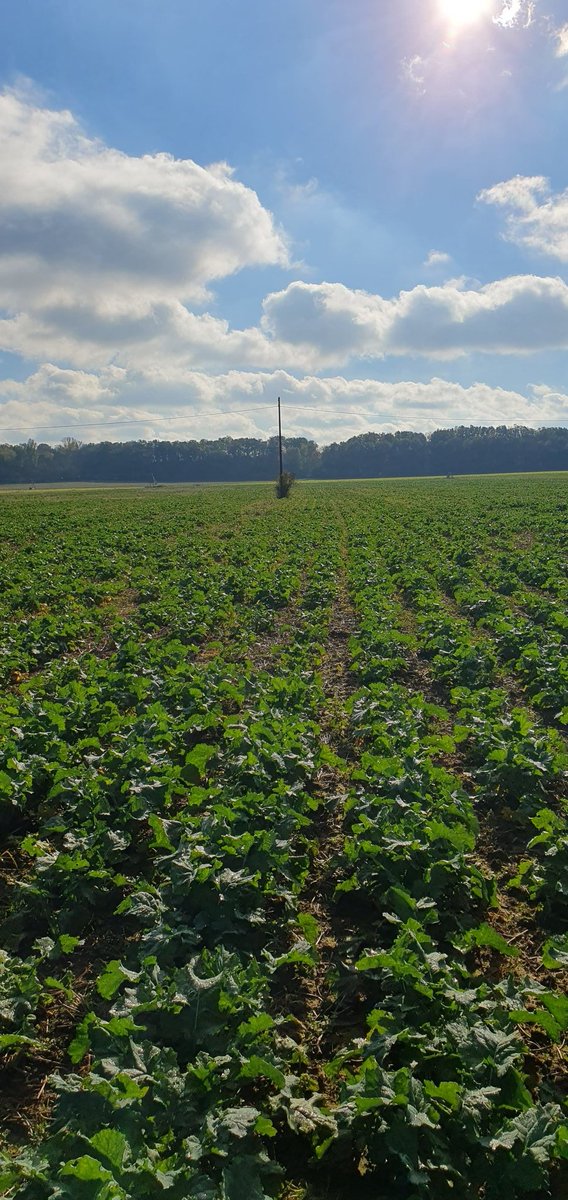 PierreA_Marre's tweet photo. Les conditions automnales auront été propices une nouvelle fois aux #colza de fin septembre. À la limite de l'abandon, bien que très clair selon les zones, un desherbage réussi, un stade satisfaisant et une pression GA et CBT maitrisée laissent place à la suite de la campagne. https://t.co/4nIeISINeI