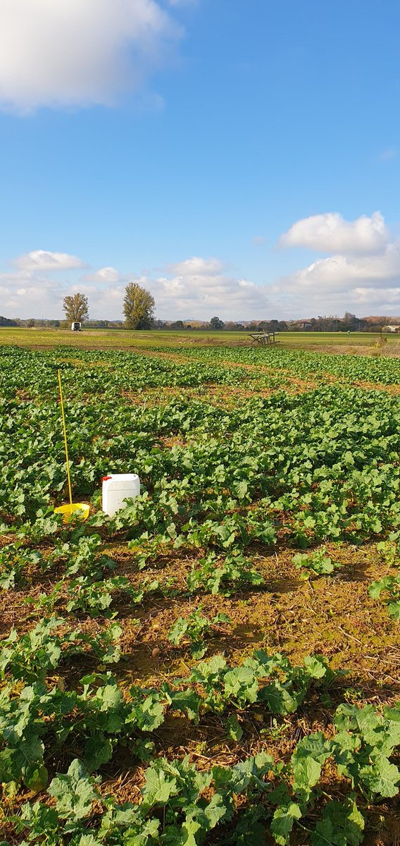 PierreA_Marre's tweet photo. Les conditions automnales auront été propices une nouvelle fois aux #colza de fin septembre. À la limite de l'abandon, bien que très clair selon les zones, un desherbage réussi, un stade satisfaisant et une pression GA et CBT maitrisée laissent place à la suite de la campagne. https://t.co/4nIeISINeI