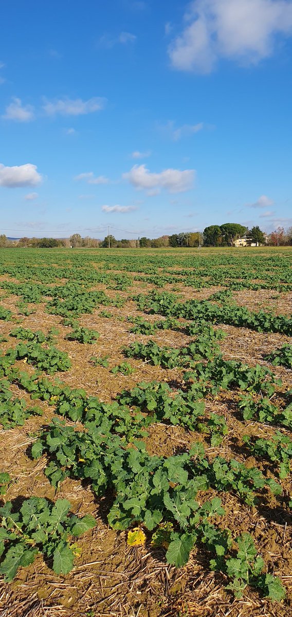 PierreA_Marre's tweet photo. Les conditions automnales auront été propices une nouvelle fois aux #colza de fin septembre. À la limite de l'abandon, bien que très clair selon les zones, un desherbage réussi, un stade satisfaisant et une pression GA et CBT maitrisée laissent place à la suite de la campagne. https://t.co/4nIeISINeI