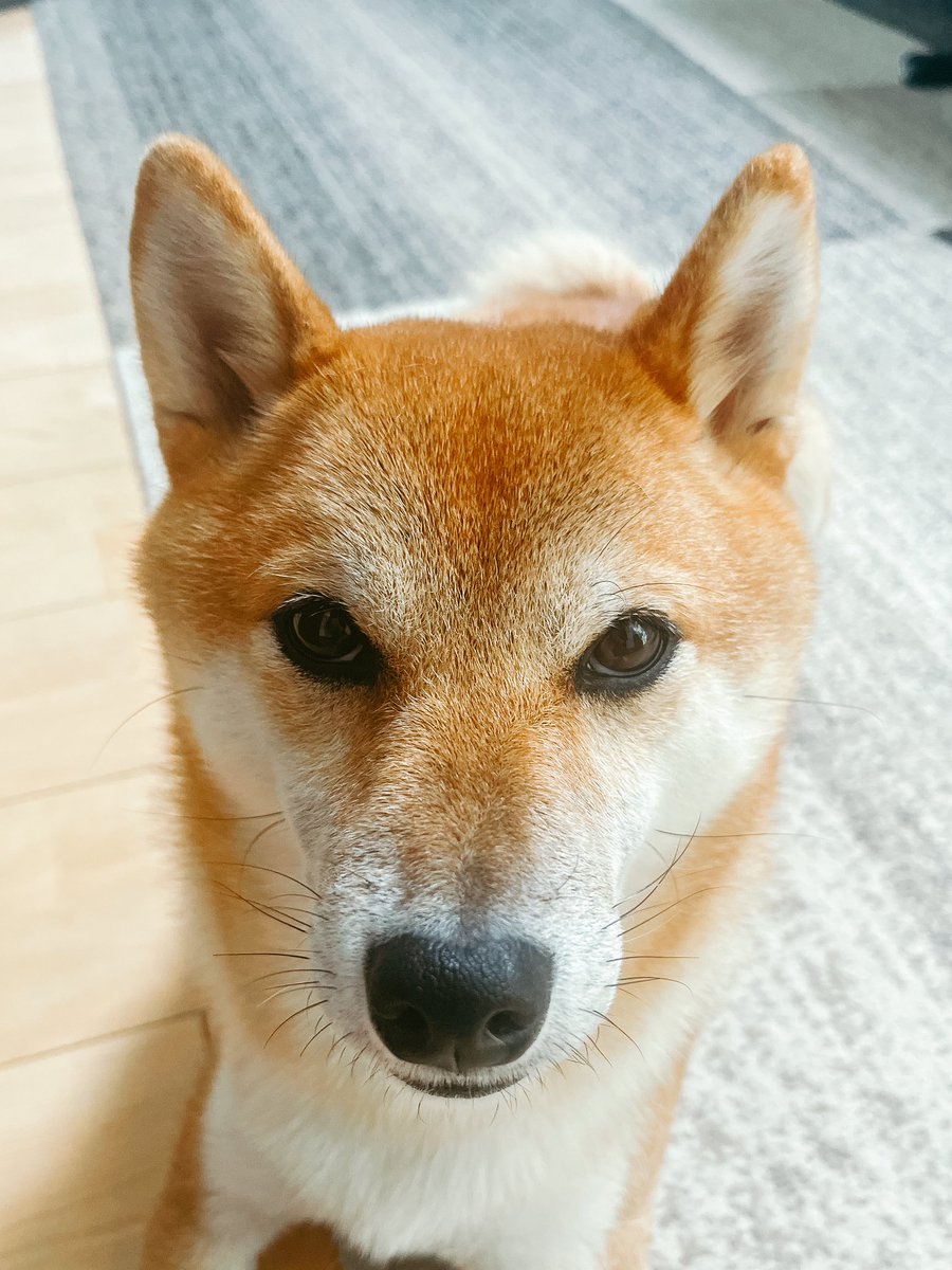 chopstick_44's tweet photo. 柴🐕 https://t.co/NwqLodT2oV