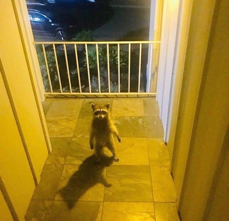 raccoonhourly's tweet photo. https://t.co/BsltJ38h8U
