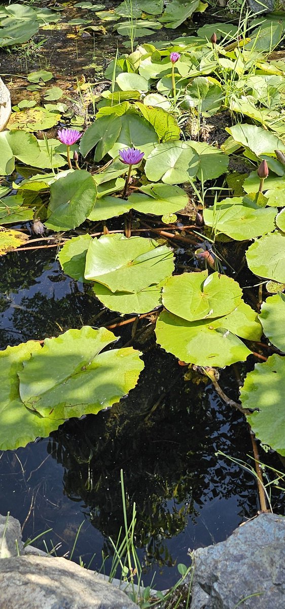Interdependent beauties!
#naturelovers