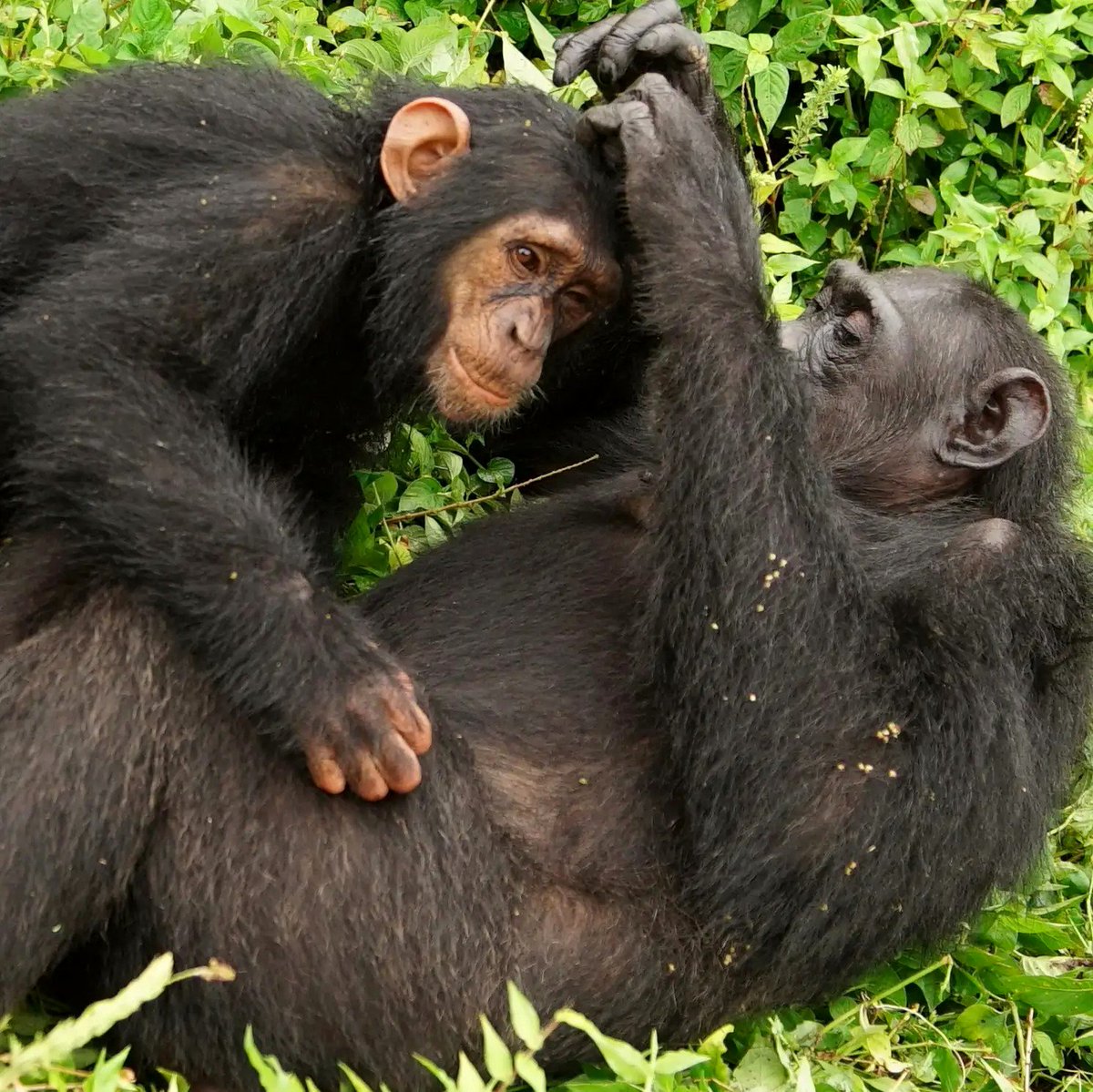 ngambaisland's tweet photo. #Chimpfact
Did you know that Chimpanzee grooming serves social purposes beyond hygiene. Well, it is a means of reconciliation after conflicts. Chimpanzees engage in grooming after conflict to rebuild social bonds, reduce tension and reinforcing social cohesion within the group https://t.co/bHc2vQnMLy