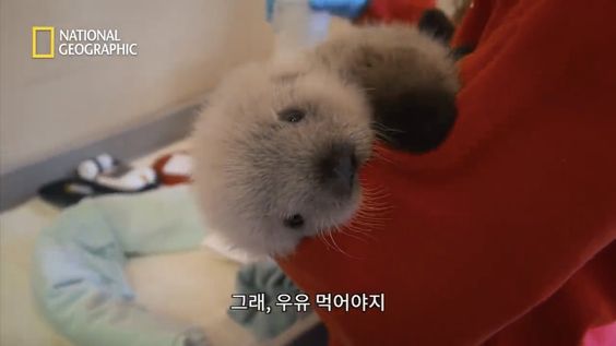새끼해달 너무 귀엽다 진짜
