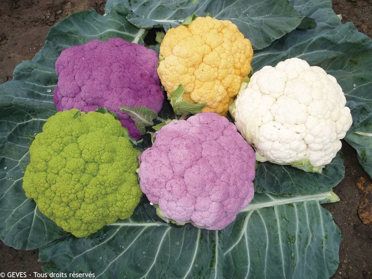 It's International Cauliflower Day! #Cauliflower recipes will be featured in the cookery e-book for promoting landraces of cabbage and turnip: an original deliverable for a scientific project!
▶️brasexplor.hub.inrae.fr/News/a-cookery…
<a href="/PrimaProgram/">PRIMA Program Mediterranean Partnership 🇪🇺</a>