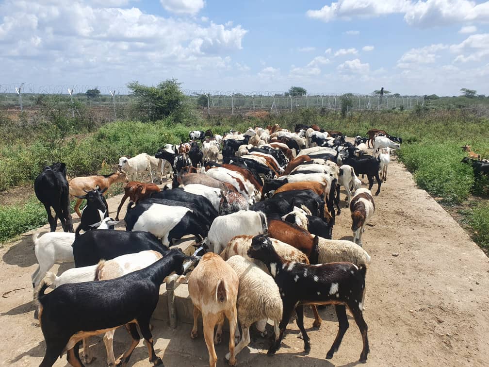 FAOSouthSudan's tweet photo. Kapoeta North
Water is Life: With support from the @AfDB_Group through the Build Resilience for Food and Nutrition Security project #BREFONS, we drilled a solar-power borehole &amp; built drinking facilities to supply the community &amp; their livestock with clean water in Najie Payam. https://t.co/5Azze0CIZj