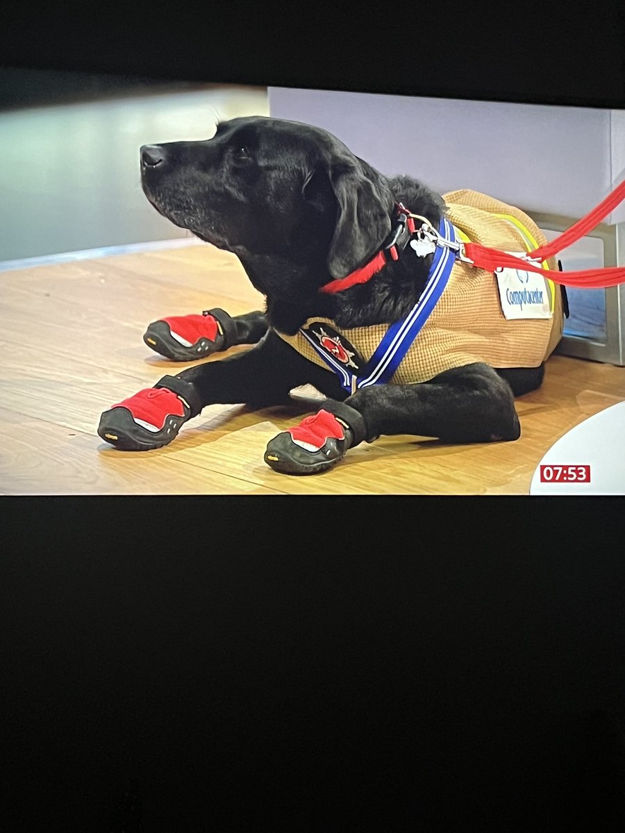Emskiloulou's tweet photo. Couple of handsome fella’s on breakfast TV this morning @HertsFireDog #fireinvestigationdogs #smartboys #firefamily https://t.co/okNUbYNTXl