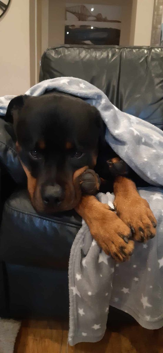 susanscotland84's tweet photo. His back paws don't look like they even belong to him. 🤣 #cutest #rottweiler #timetogetup #GoodMorningEveryone https://t.co/kqbizSTW9n