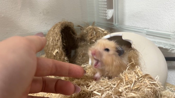 インターネットにはハムスターのかわいい姿のみ溢れていますが、3日で飼い主の匂いを忘れたハムスターも見てください 