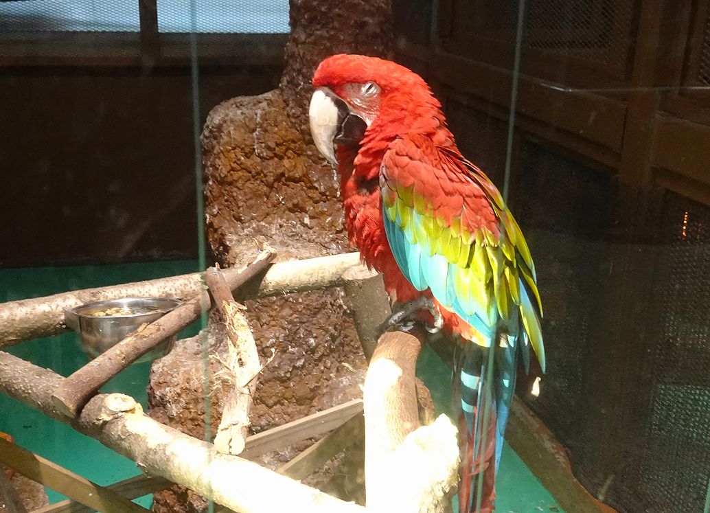 karuchou's tweet photo. 🪶動物園画像231124-12／東武動物公園🪶
　
　画像は
　＊シロクジャクさん
　＊ホンドフクロウさん
　＊シロフクロウのワッフルさん
　＊ベニコンゴウインコのサニーさん
　📷2023.11.24撮影
　
　ありがとうございます。 https://t.co/fFXSE7T95k