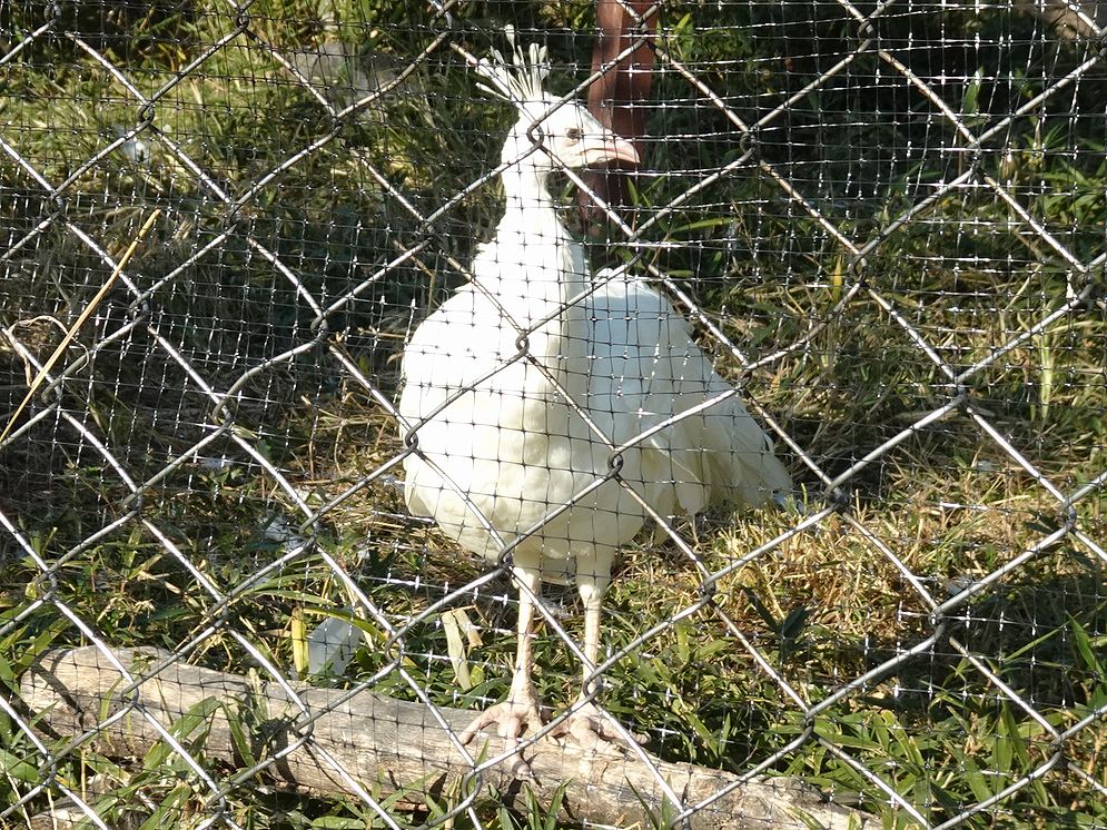 karuchou's tweet photo. 🪶動物園画像231124-12／東武動物公園🪶
　
　画像は
　＊シロクジャクさん
　＊ホンドフクロウさん
　＊シロフクロウのワッフルさん
　＊ベニコンゴウインコのサニーさん
　📷2023.11.24撮影
　
　ありがとうございます。 https://t.co/fFXSE7T95k