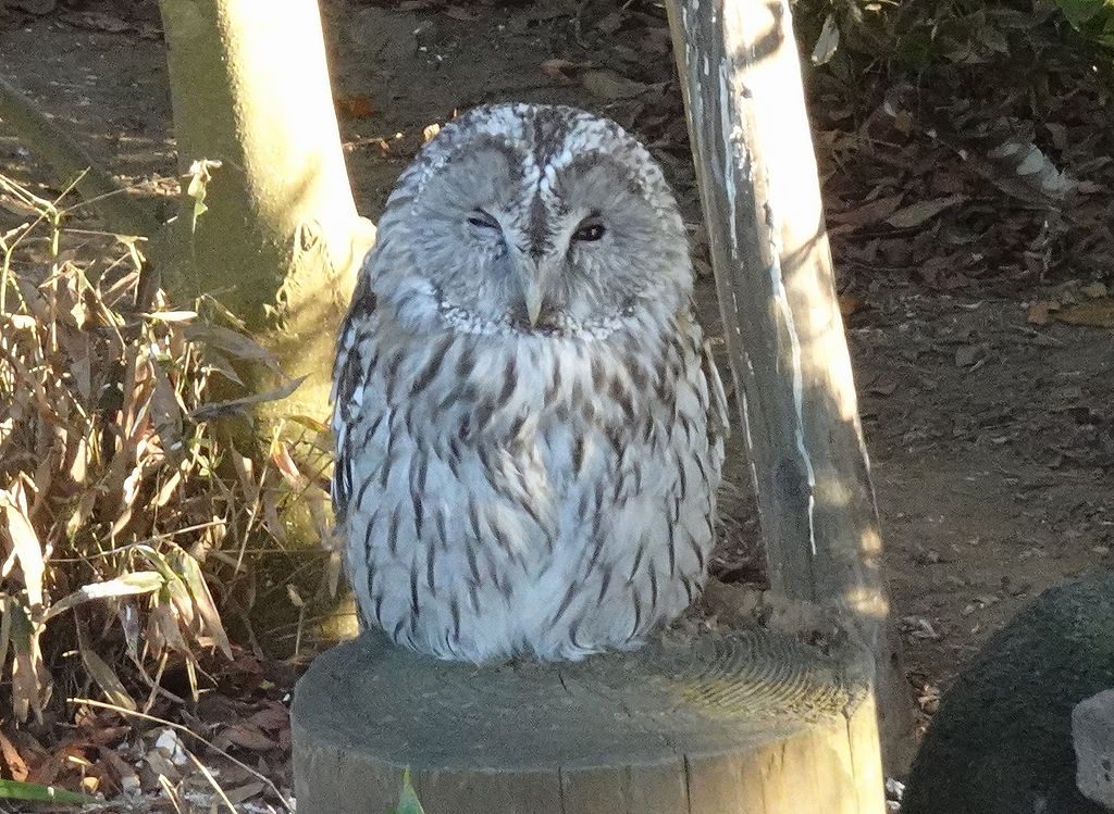 karuchou's tweet photo. 🪶動物園画像231124-12／東武動物公園🪶
　
　画像は
　＊シロクジャクさん
　＊ホンドフクロウさん
　＊シロフクロウのワッフルさん
　＊ベニコンゴウインコのサニーさん
　📷2023.11.24撮影
　
　ありがとうございます。 https://t.co/fFXSE7T95k
