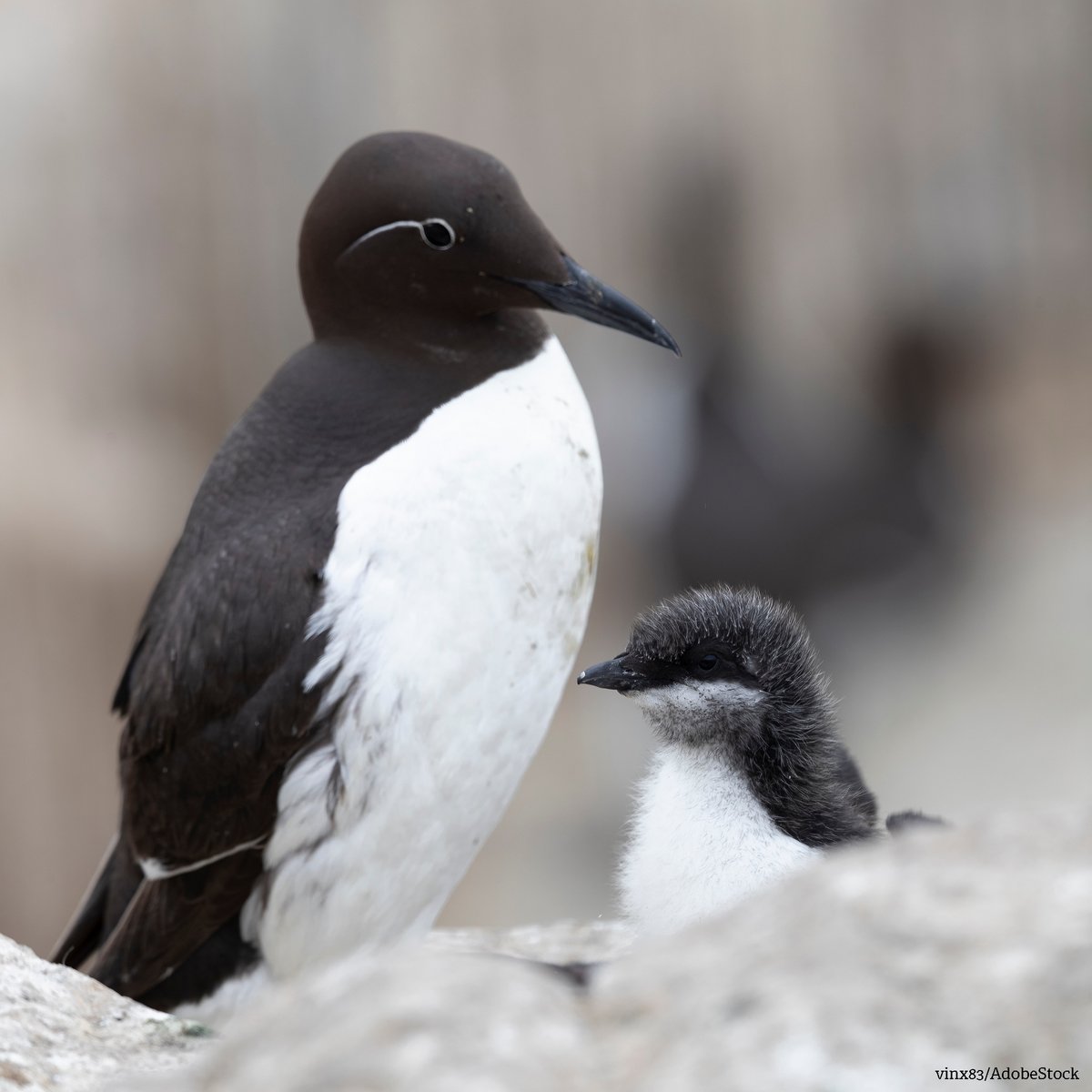 WildlifeTrustSWWales 🦡🐬 (@wtsww) on Twitter photo Birds across Skomer Island are busy raising their chicks in June. It’s a great time to spot guillemot, razorbill, kittiwake and fulmar chicks on the cliffs.
Day trip bookings open on 1st December.
👉Find out more: welshwildlife.org/skomer-island-…
<a href="/skomer_island/">Skomer Island</a> #Skomer #Seabirds Birds across Skomer Island are busy raising their chicks in June. It’s a great time to spot guillemot, razorbill, kittiwake and fulmar chicks on the cliffs.
Day trip bookings open on 1st December.
👉Find out more: welshwildlife.org/skomer-island-…
<a href="/skomer_island/">Skomer Island</a> #Skomer #Seabirds