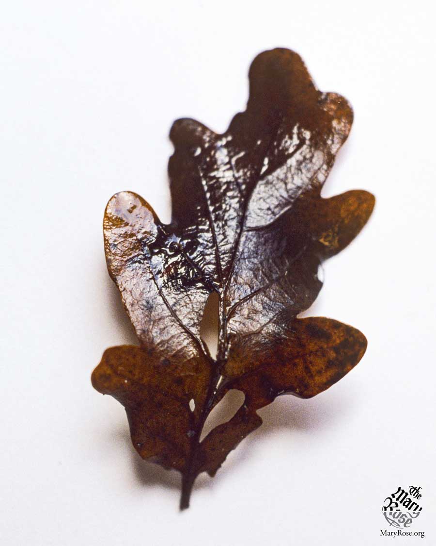 It's hard to believe that this oak leaf fell from a tree during the reign of Henry VIII. Wonder if the tree it fell from ended up on a ship too?

#Museum30 - Woodland