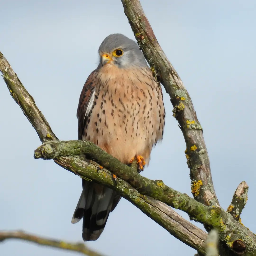 Kestrel looking for prey. #rspb_love_nature #rspb #teeswildlife