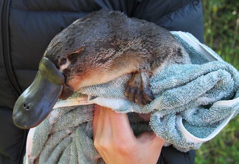 theCEWH's tweet photo. #WaterForTheEnvironment is being delivered over summer to the Peel River to help native fish to breed, grow, and survive the next drought, and will also support other native animals including platypus.
π #FlowUpdate: https://t.co/y4qf67XTSH
@nswenviromedia
πΈGilad Bino, UNSW https://t.co/4SIfNjKvEK