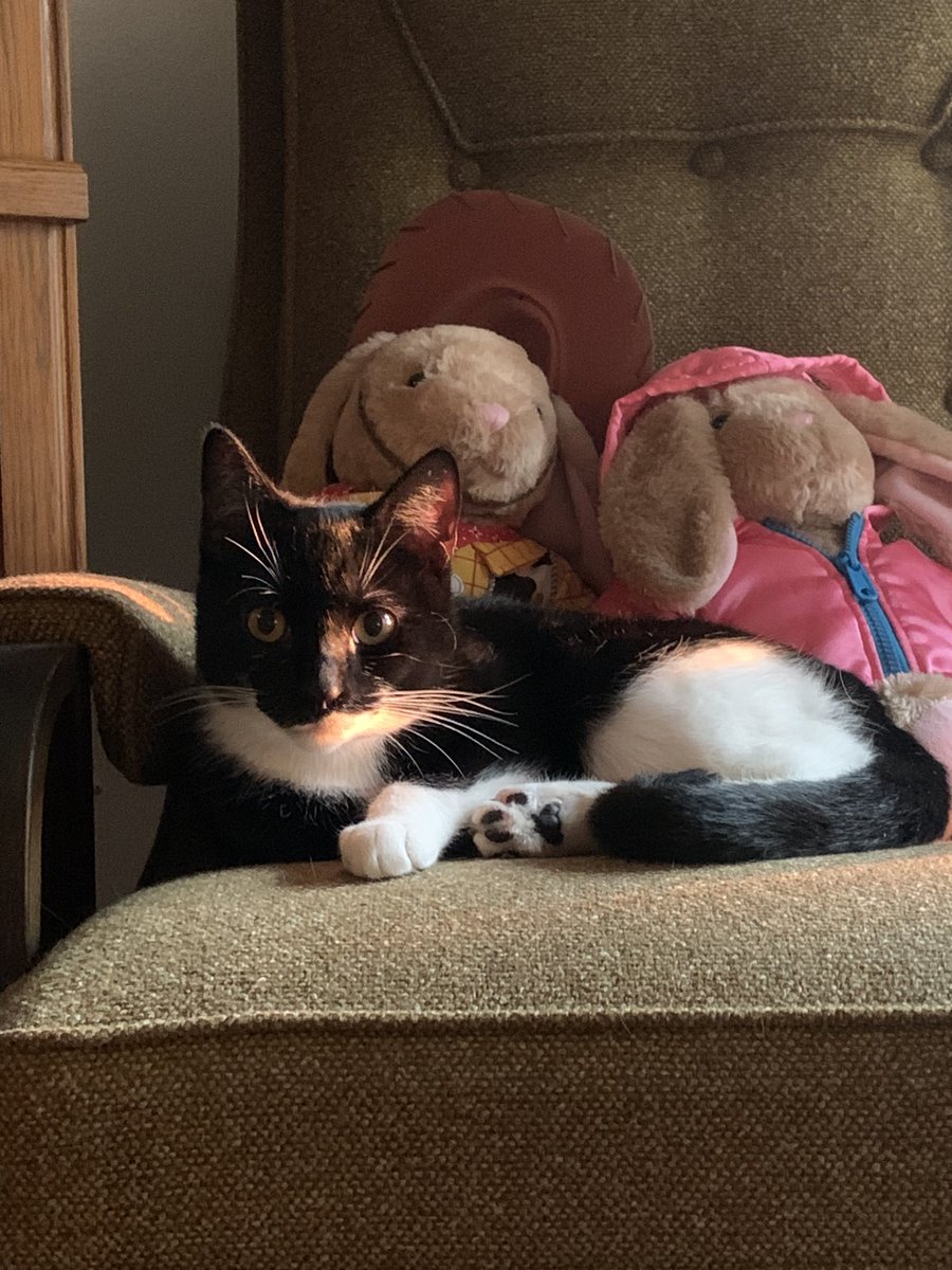 ohhnojuno's tweet photo. @OWGrandma my babies princess cheeseburger and trashbag :3 https://t.co/mxSIVVEFQO