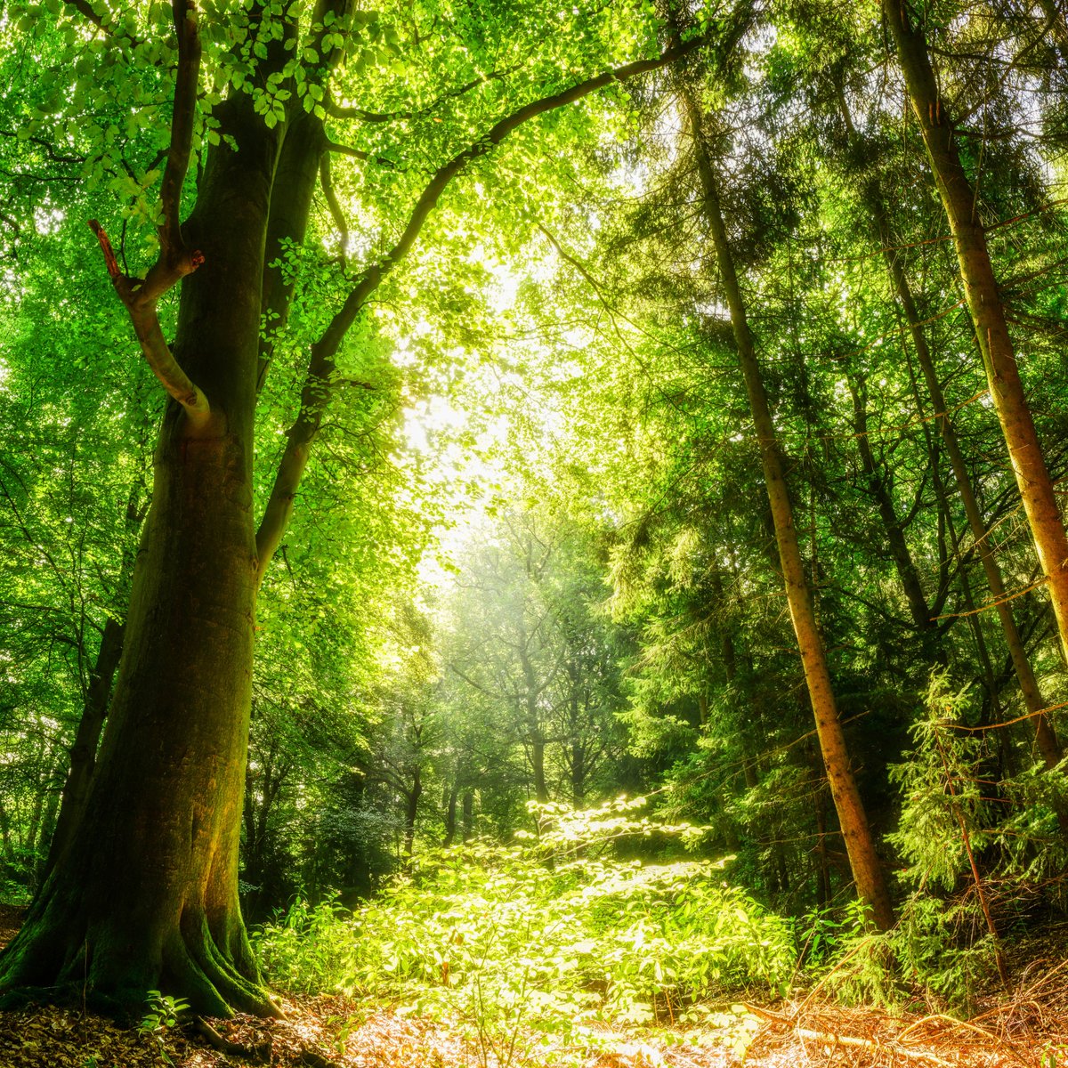 SquirrelAccord's tweet photo. Deadline for applications for two #squirrel Project Officers is 30 #November 2023. Join our partnership to protect #redsquirrels & #trees in #Yorkshire, #Lancashire & #CountyDurham. Can you build effective networks for #invasivespecies management? Info: https://t.co/NuAwwXsnUr https://t.co/oOFNh2Iplq
