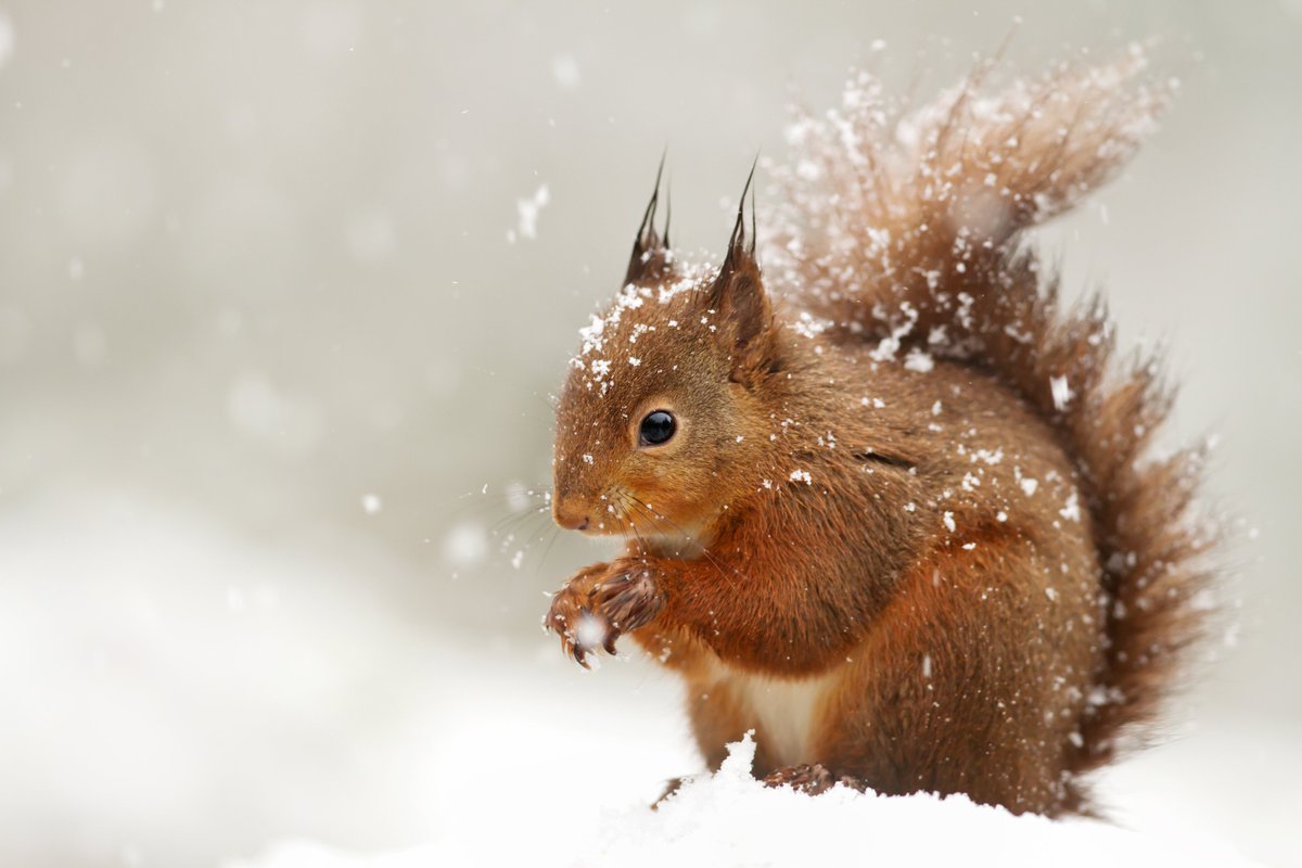 SquirrelAccord's tweet photo. Deadline for applications for two #squirrel Project Officers is 30 #November 2023. Join our partnership to protect #redsquirrels & #trees in #Yorkshire, #Lancashire & #CountyDurham. Can you build effective networks for #invasivespecies management? Info: https://t.co/NuAwwXsnUr https://t.co/oOFNh2Iplq