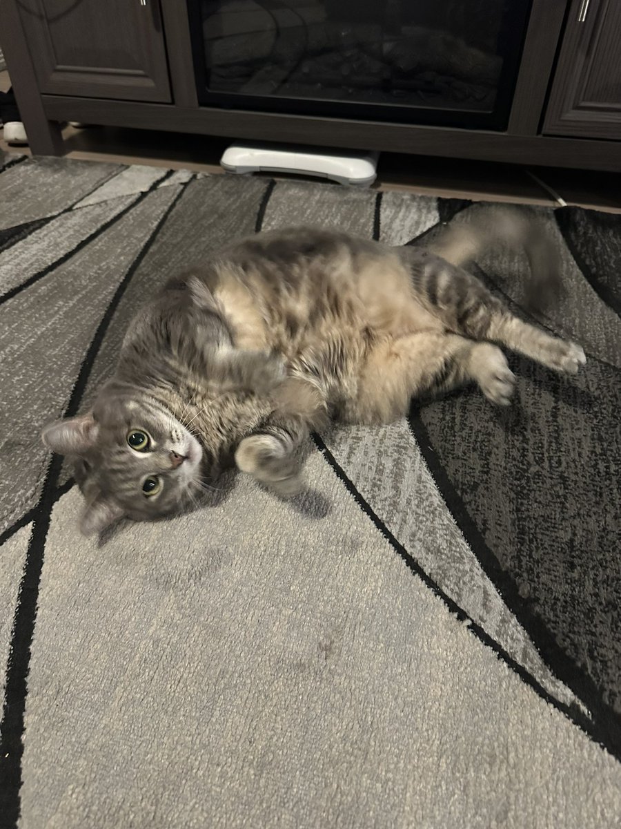 ch0ppaluvr's tweet photo. @choccymil1k chonker says hello :3 https://t.co/bZxOfL64JG