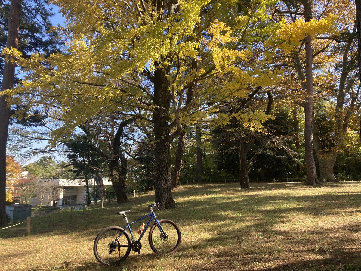 edochan20's tweet photo. 通勤路の大宮公園。
紅葉が進んでいます。 https://t.co/Me7IJhIfCl
