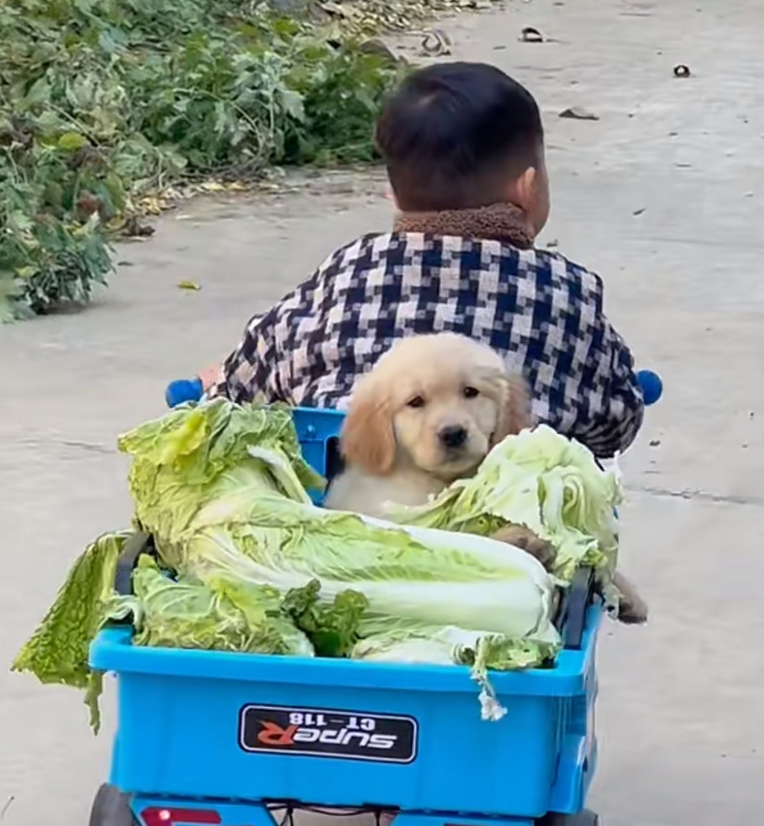 ผักม้ายค้าบ ผักกะหน่ำปลี