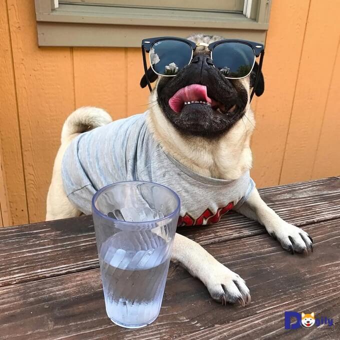 ocenalamoth1's tweet photo. Regular exercise and outdoor activities are essential for a dog's well-being, promoting a healthy lifestyle for both pet and owner. https://t.co/rPMeCZGkAO