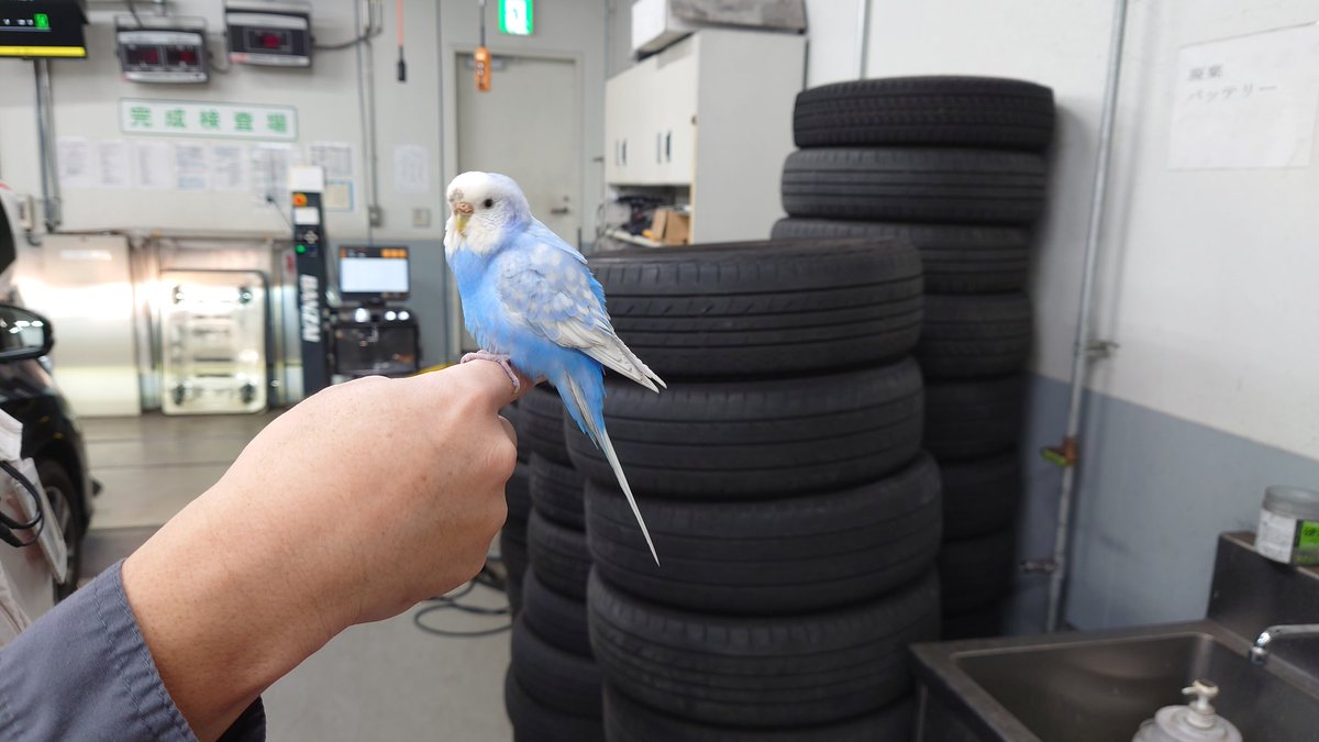 taka_ch16's tweet photo. 宝塚市 インコ 
脱走した方おられませんか？ https://t.co/SrQdLWK0w9
