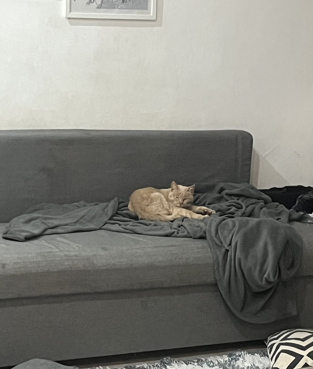 Бездомный кот 🐈 с обеда жил в моей кв 🤦🏻‍♀️ проскочил же как-то.