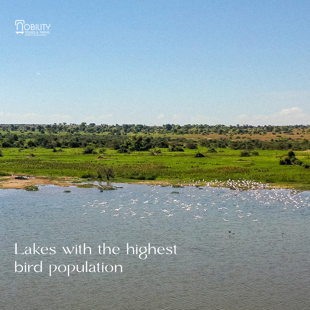 NobilityTourstr's tweet photo. Surrounded by fresh water bodies Uganda harbors the most of the rarest bird species. These are the top Lakes that attract a number of bird species. https://t.co/l8SP4c59hV