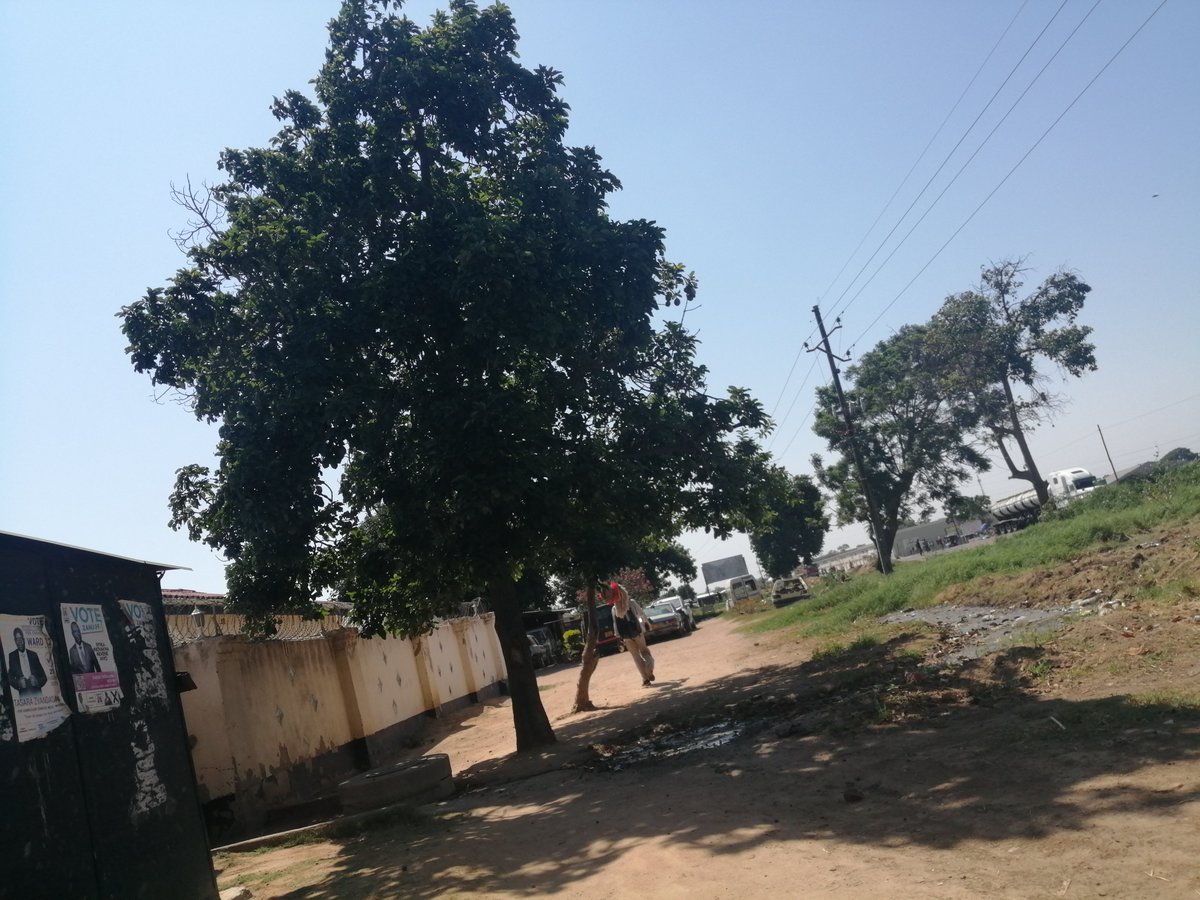 "The sewage leaks, a festering wound that has plagued our neighborhood of Zengeza 3 Extension,have transformed the serenity of our streets into a breeding ground for filth and despair." Full Story By Ellinger 18yrs on facebook.com/citizenchildyo… #GAM2023 #cleanenvironmentforchildren