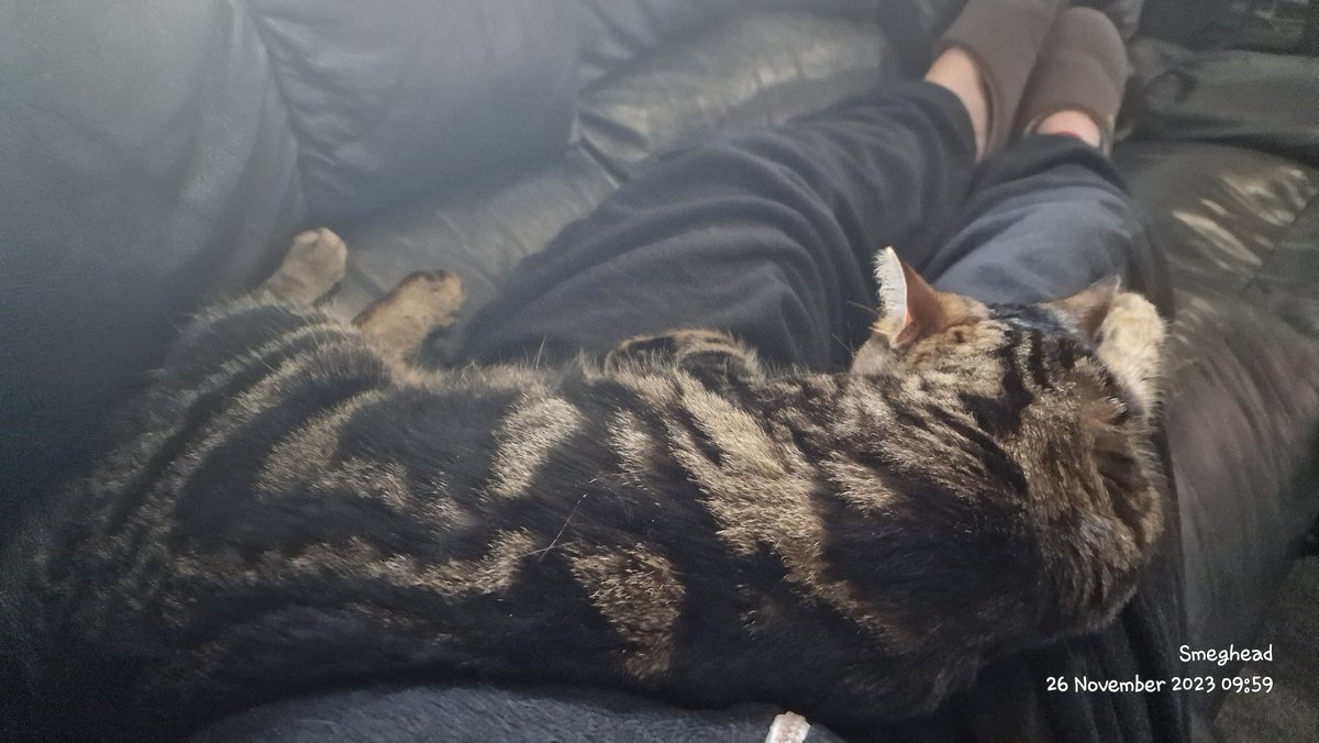 DannyPot's tweet image. Hi all,

Introducing Nala (tabby) and Barney - the latest additions to mine and Josh's home 😻