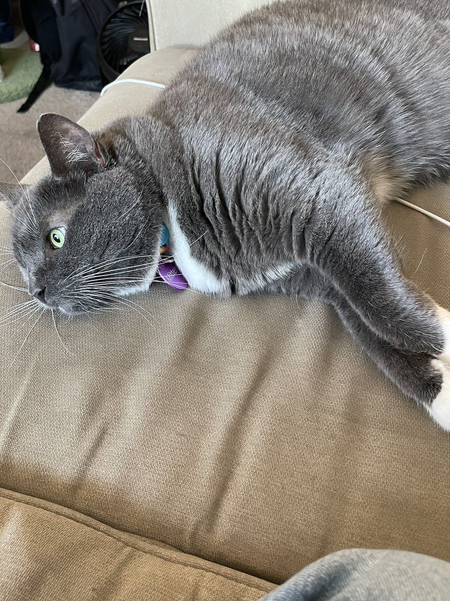 EyeMittens's tweet photo. They prefer to sleep on the couch or human beds, except when they want to see out the window hence the tree needs https://t.co/DJ23NGRjZj